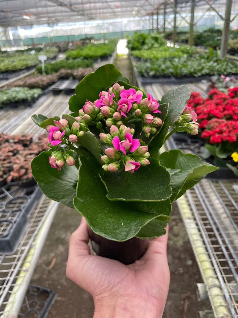 Kalanchoe blossfeldiana – Flaming Katy | Long-Blooming Indoor & Outdoor Succulent
