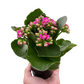 Kalanchoe blossfeldiana – Flaming Katy | Long-Blooming Indoor & Outdoor Succulent
