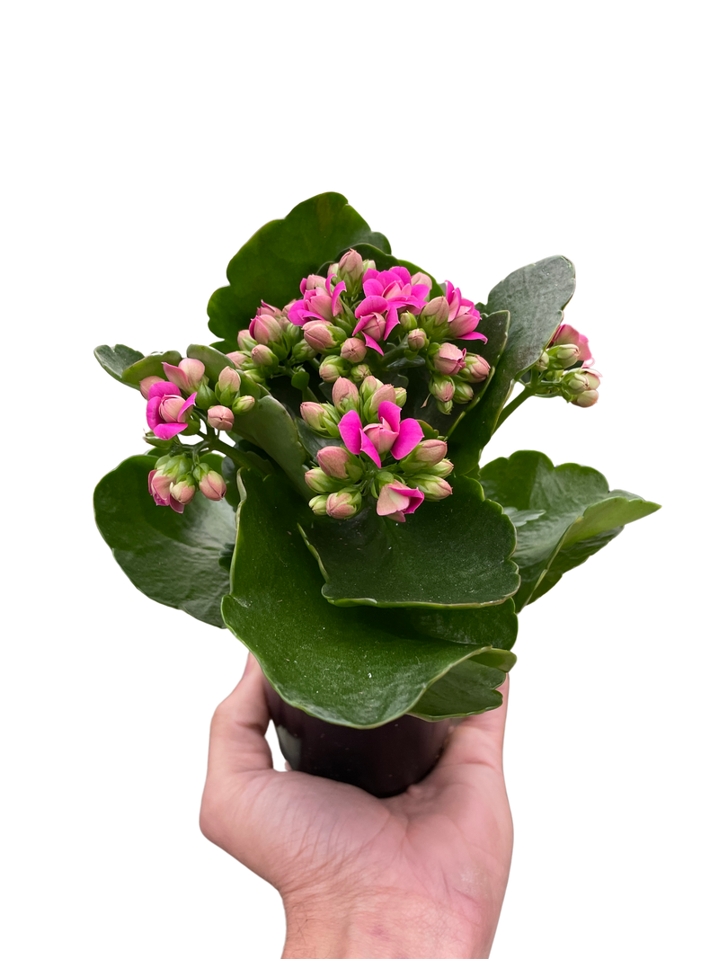Kalanchoe blossfeldiana – Flaming Katy | Long-Blooming Indoor & Outdoor Succulent