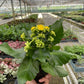 Kalanchoe blossfeldiana – Flaming Katy | Long-Blooming Indoor & Outdoor Succulent