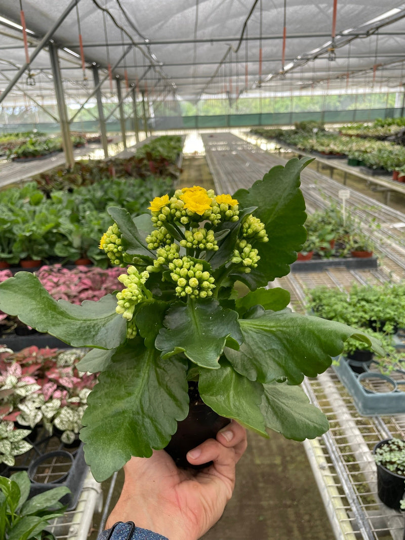 Kalanchoe blossfeldiana – Flaming Katy | Long-Blooming Indoor & Outdoor Succulent