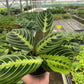 Prayer Plant (Maranta) – Colorful, Pet-Safe Tropical Beauty