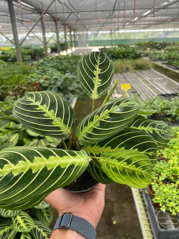 Maranta Roxa Prayer Plant (Maranta) – Patterned, Pet-Safe Indoor Houseplant – The ...