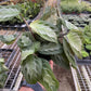 Maranta 'Silver Band'