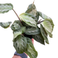 Maranta 'Silver Band'