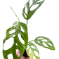 Monstera adansonii ‘Variegata’ – Swiss Cheese Vine (Variegated Form)