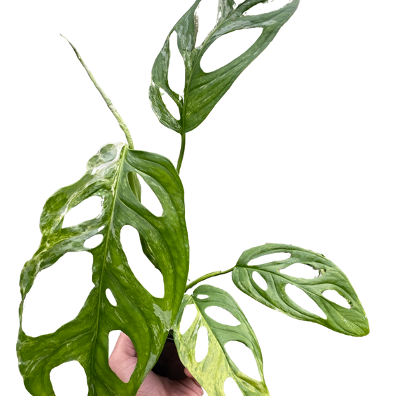 monstera adansonii common name Monstera adansonii ‘Variegata’ – Swiss Cheese Vine (Variegated Form)