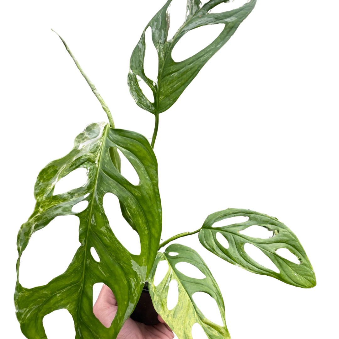 Monstera adansonii ‘Variegata’ – Swiss Cheese Vine (Variegated Form)