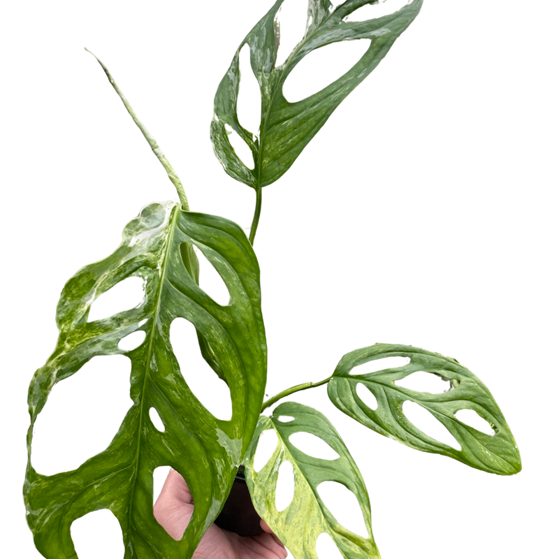Monstera adansonii ‘Variegata’ – Swiss Cheese Vine (Variegated Form)