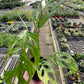 Monstera adansonii ‘Variegata’ – Swiss Cheese Vine (Variegated Form)