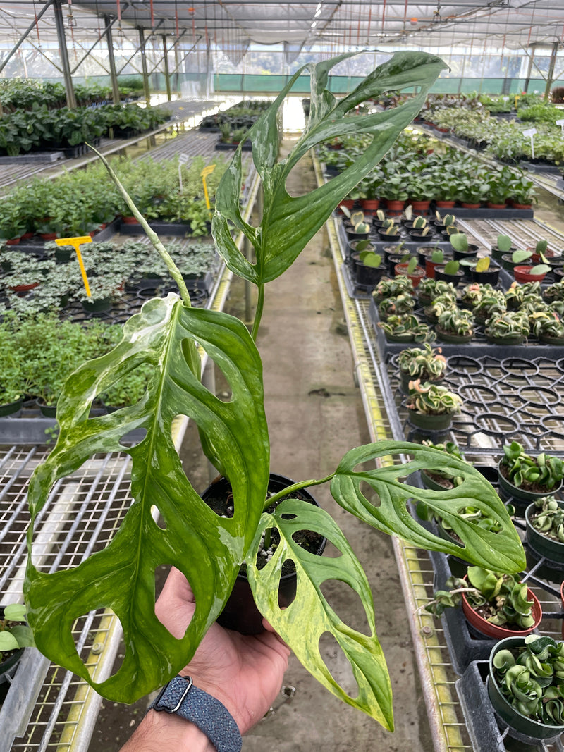 Monstera adansonii ‘Variegata’ – Swiss Cheese Vine (Variegated Form)