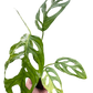 Monstera adansonii ‘Variegata’ – Swiss Cheese Vine (Variegated Form)
