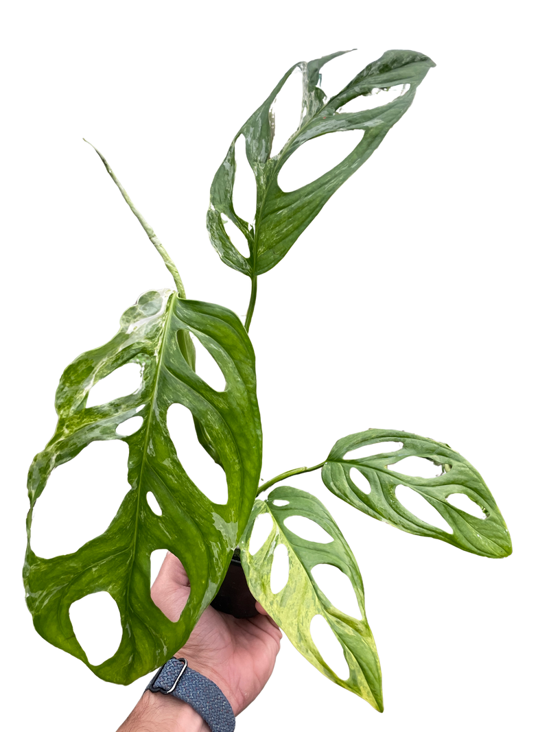 Monstera adansonii ‘Variegata’ – Swiss Cheese Vine (Variegated Form)