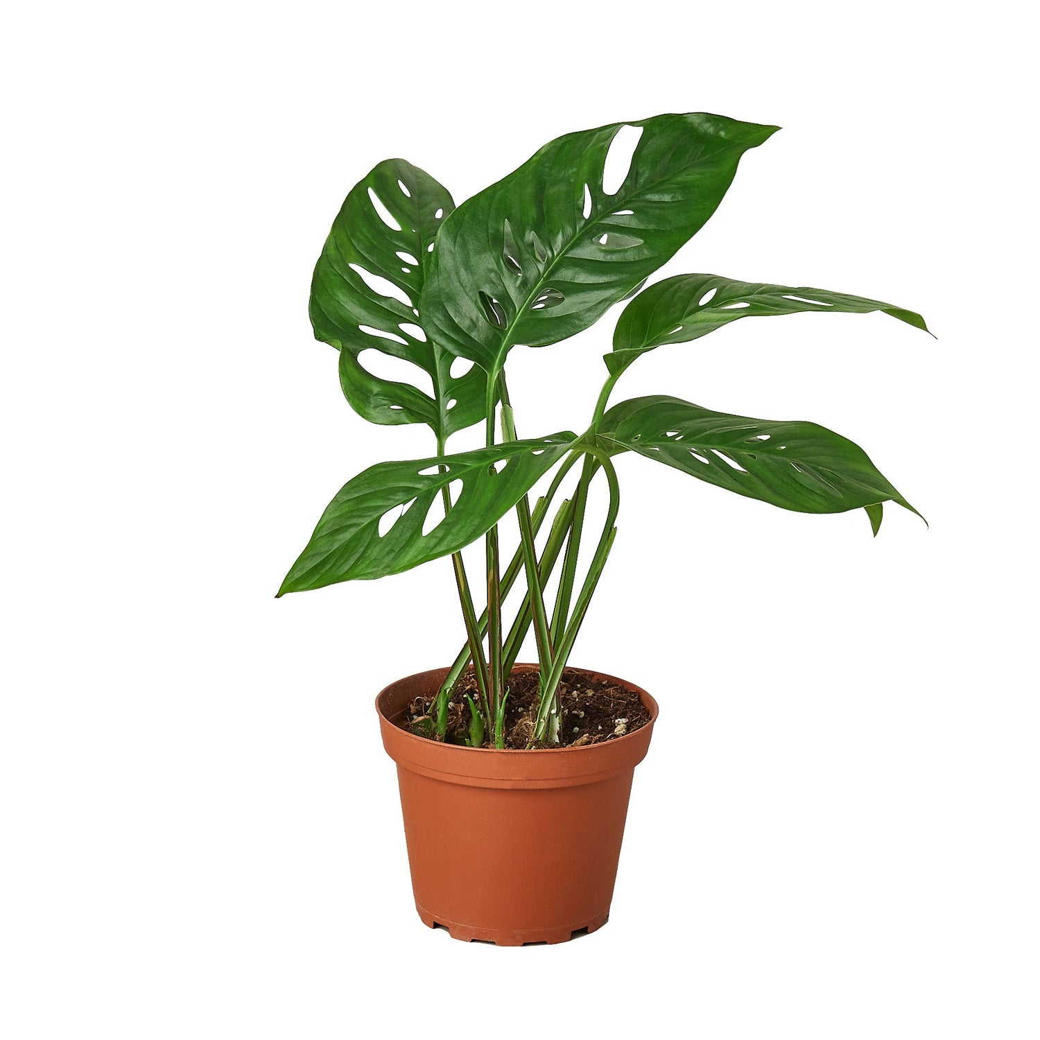 Monstera adansonii (Swiss Cheese Vine) – Exotic Climbing Houseplant