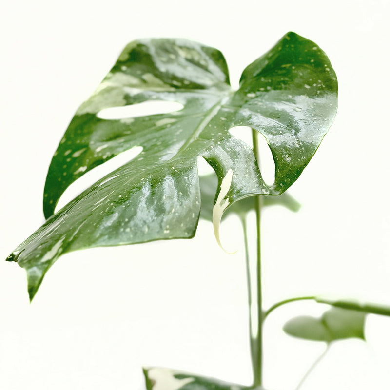 Monstera ‘Thai Constellation’ – Rare Variegated Splendor