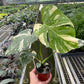 Monstera ‘Thai Constellation’ – Rare Variegated Splendor