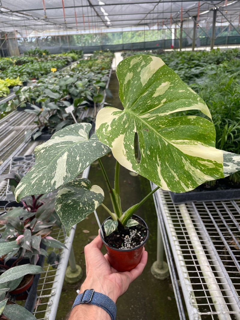 Monstera ‘Thai Constellation’ – Rare Variegated Splendor