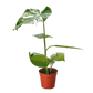 Monstera ‘Thai Constellation’ – Rare Variegated Splendor