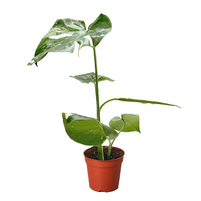 Monstera ‘Thai Constellation’ – Rare Variegated Splendor