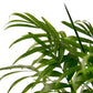 Parlor Palm (Chamaedorea elegans) – Elegant, Low-Light, Air-Purifying Indoor Palm