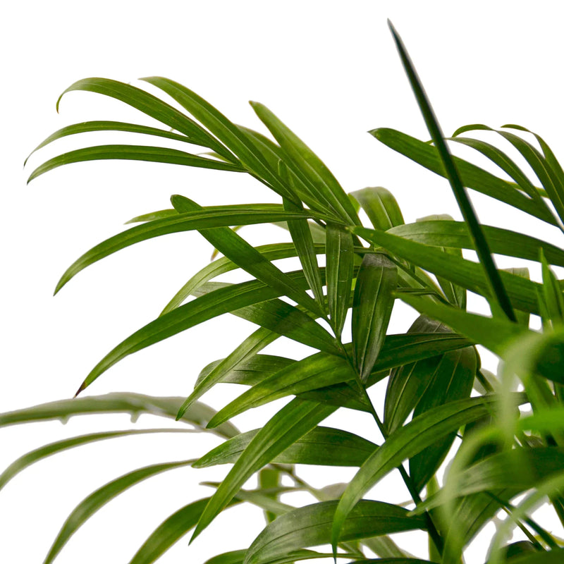 Parlor Palm (Chamaedorea elegans) – Elegant, Low-Light, Air-Purifying Indoor Palm