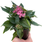 Egyptian Star Cluster (Pentas lanceolata) – Vibrant, Pollinator-Friendly Blooms