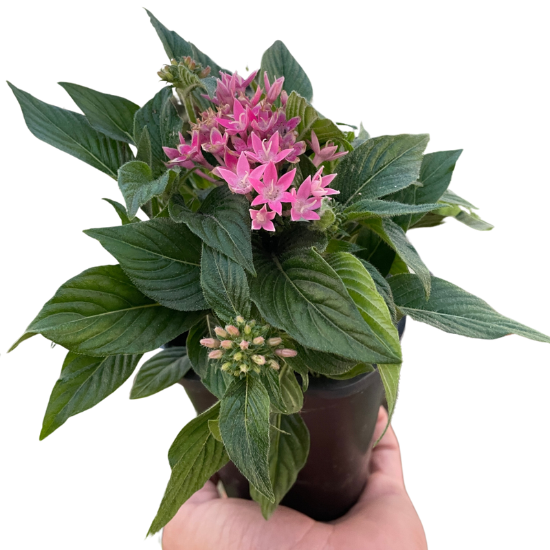 penta plants in pots Egyptian Star Cluster (Pentas lanceolata) – Vibrant, Pollinator-Friend – The Garland Guy