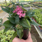 Egyptian Star Cluster (Pentas lanceolata) – Vibrant, Pollinator-Friendly Blooms