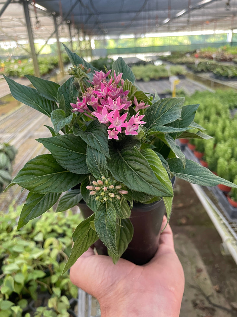 Egyptian Star Cluster (Pentas lanceolata) – Vibrant, Pollinator-Friendly Blooms