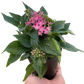 Egyptian Star Cluster (Pentas lanceolata) – Vibrant, Pollinator-Friendly Blooms