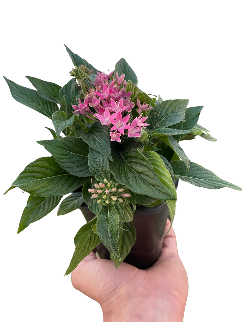 Egyptian Star Cluster (Pentas lanceolata) – Vibrant, Pollinator-Friendly Blooms