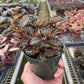 Peperomia 'Metallica'