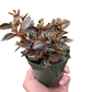 Peperomia 'Metallica'