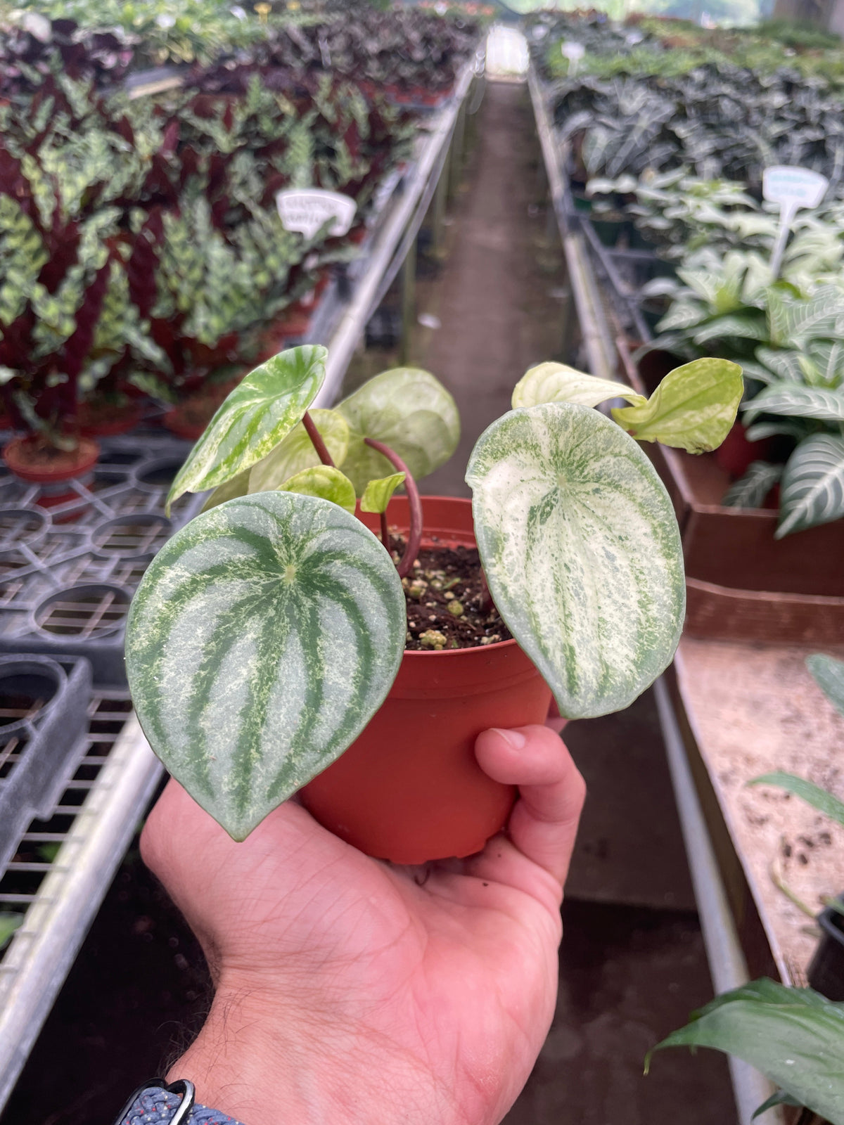 Var Garland Variegated Watermelon Peperomia – Compact, Pet-Safe Foliage Plant – The ...