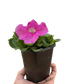Garden Petunia (Petunia x hybrida) – Colorful, Easy-Grow Annuals