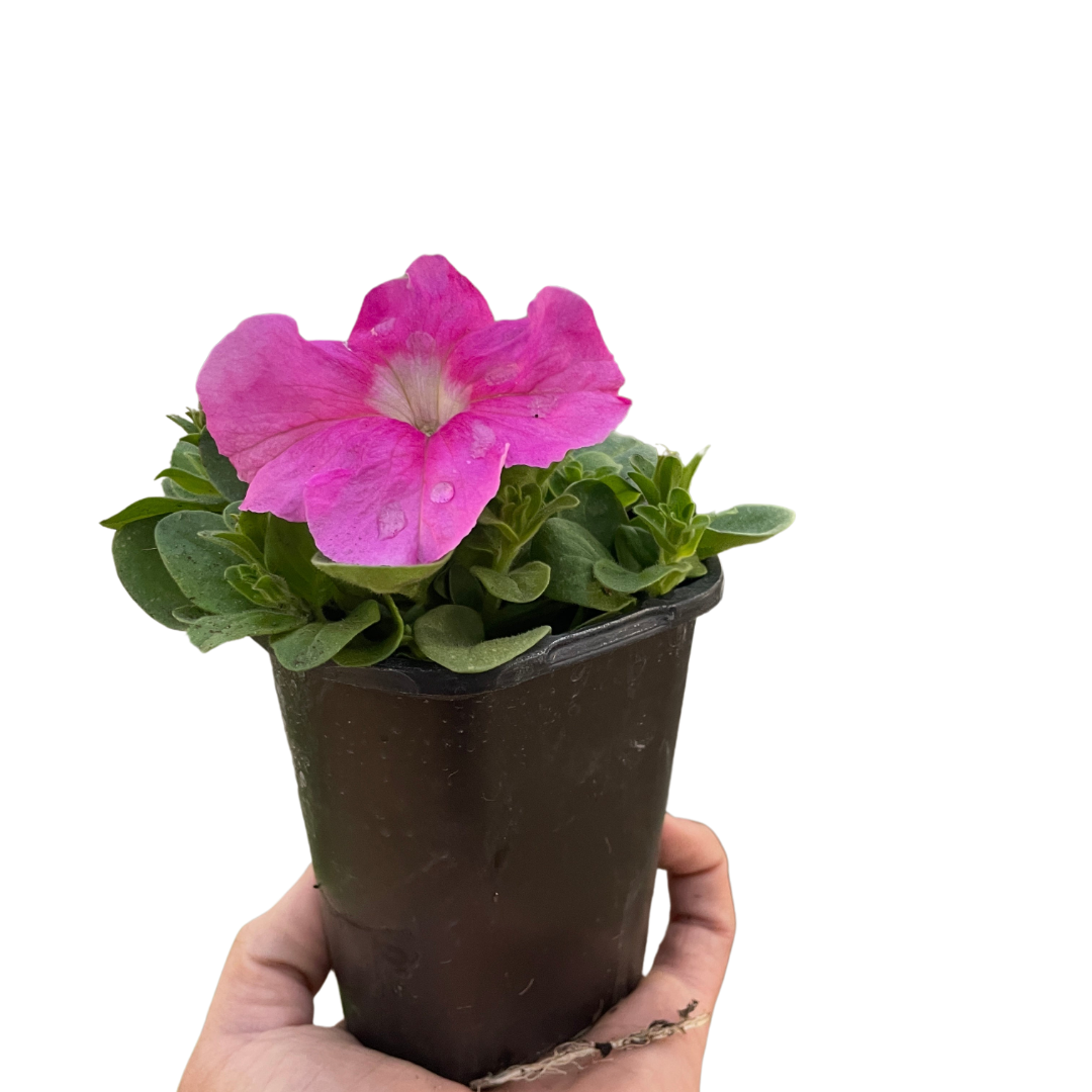 Garden Petunia (Petunia x hybrida) – Colorful, Easy-Grow Annuals