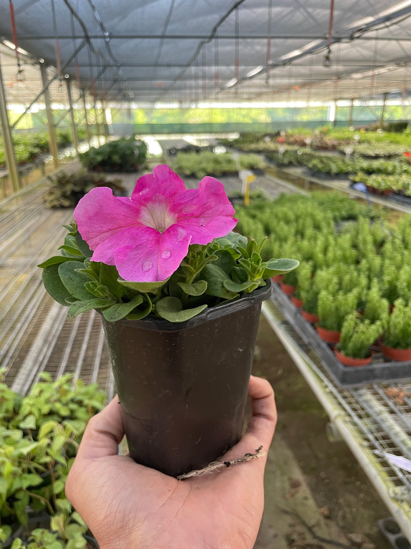 Garden Petunia (Petunia x hybrida) – Colorful, Easy-Grow Annuals