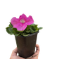 Garden Petunia (Petunia x hybrida) – Colorful, Easy-Grow Annuals