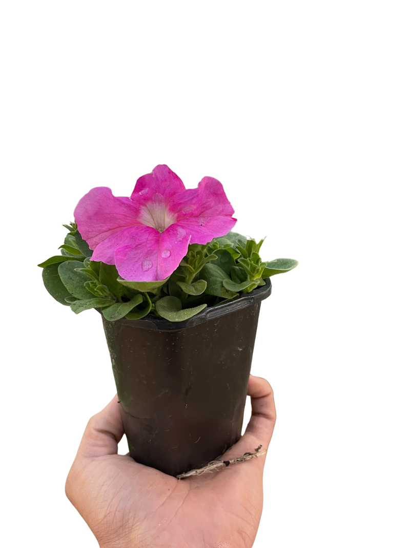 Garden Petunia (Petunia x hybrida) – Colorful, Easy-Grow Annuals