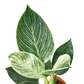 Philodendron ‘Birkin’ – Elegant, Variegated, Upright Growth