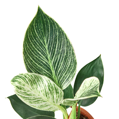 Philodendron ‘Birkin’ – Elegant, Variegated, Upright Growth