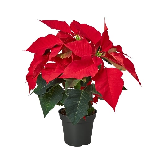 Poinsettia (Euphorbia pulcherrima) – Classic Holiday Plant with Year-Round Charm