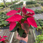 Poinsettia (Euphorbia pulcherrima) – Classic Holiday Plant with Year-Round Charm