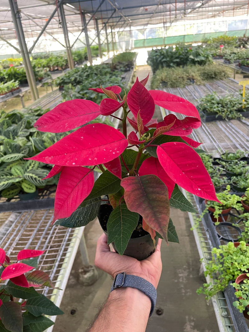Poinsettia (Euphorbia pulcherrima) – Classic Holiday Plant with Year-Round Charm