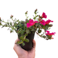 Purslane