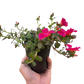 Purslane