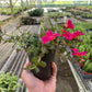 Purslane