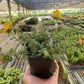 Purslane