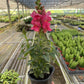 SnapDragon