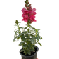 SnapDragon